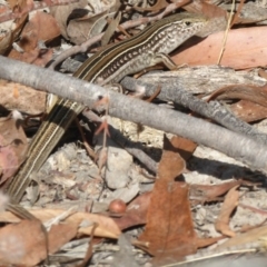 Ctenotus robustus (Robust Striped-skink) at Stromlo, ACT - 18 Jan 2016 by Christine