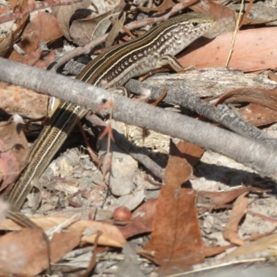 Ctenotus robustus (Robust Striped-skink) at Stromlo, ACT - 17 Jan 2016 by Christine