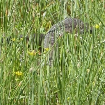 Notechis scutatus (Tiger Snake) at Wollogorang, NSW - 8 Nov 2015 by Christine