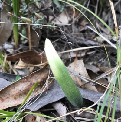 Caladenia atrovespa (Green-comb Spider Orchid) at Canberra Central, ACT - 4 Sep 2017 by AaronClausen