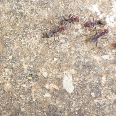Iridomyrmex purpureus (Meat Ant) at Reid, ACT - 22 Jan 2017 by JanetRussell