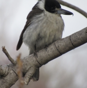 Cracticus torquatus at Narrabundah, ACT - 4 Sep 2017