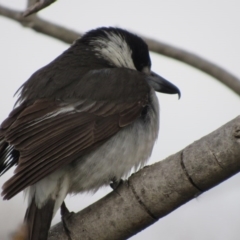 Cracticus torquatus at Narrabundah, ACT - 4 Sep 2017