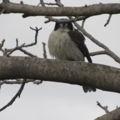 Cracticus torquatus at Narrabundah, ACT - 4 Sep 2017