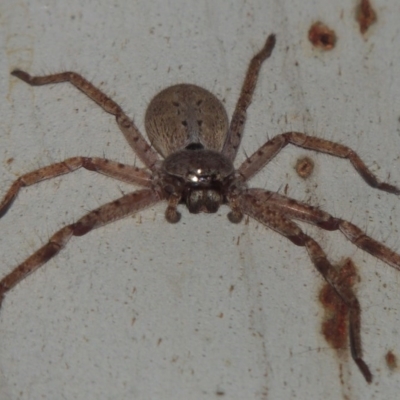 Isopeda sp. (genus) (Huntsman Spider) at Bullen Range - 9 Mar 2015 by michaelb