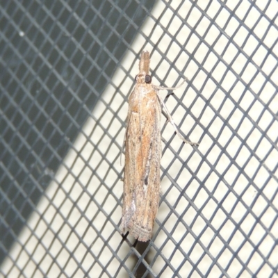 Faveria tritalis (Couchgrass Webworm) at Conder, ACT - 27 Feb 2015 by MichaelBedingfield