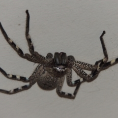 Neosparassus calligaster (Beautiful Badge Huntsman) at Conder, ACT - 12 Mar 2015 by michaelb