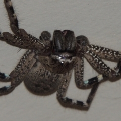 Neosparassus calligaster at Conder, ACT - 12 Mar 2015