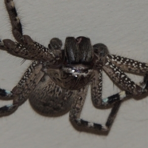 Neosparassus calligaster at Conder, ACT - 12 Mar 2015