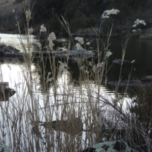 Phragmites australis at Molonglo River Reserve - 23 Jul 2017