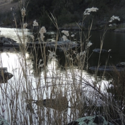 Phragmites australis (Common Reed) at Molonglo River Reserve - 23 Jul 2017 by michaelb