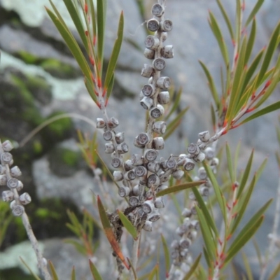 Callistemon sieberi (River Bottlebrush) at Coombs, ACT - 23 Jul 2017 by michaelb