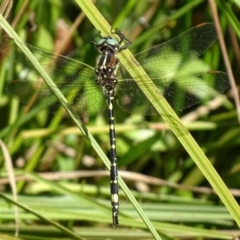 Synthemis eustalacta at Rendezvous Creek, ACT - 10 Mar 2017