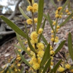 Acacia lanigera var. lanigera (Woolly Wattle, Hairy Wattle) at Point 66 - 5 Sep 2017 by CathB