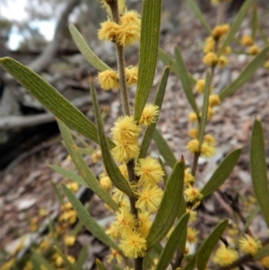 Acacia lanigera var. lanigera at Point 66 - 5 Sep 2017