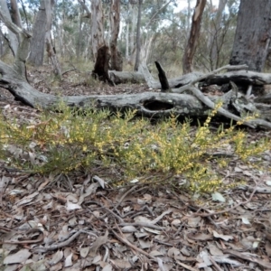 Acacia lanigera var. lanigera at Point 66 - 5 Sep 2017