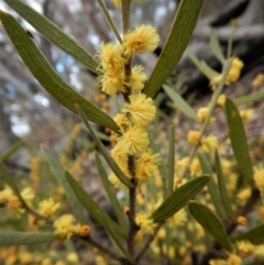 Acacia lanigera var. lanigera at Point 66 - 5 Sep 2017 03:14 PM