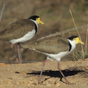 Vanellus miles at Denman Prospect, ACT - 20 Aug 2017 05:30 PM