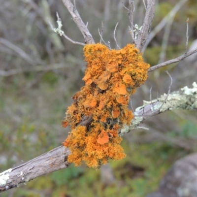 Teloschistes sp. (genus) (A lichen) at Molonglo Valley, ACT - 20 Aug 2017 by MichaelBedingfield