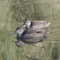 Anas superciliosa (Pacific Black Duck) at Molonglo River Reserve - 20 Aug 2017 by member211