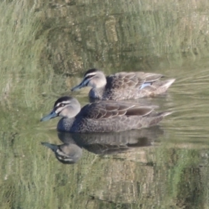 Anas superciliosa at Molonglo River Reserve - 20 Aug 2017