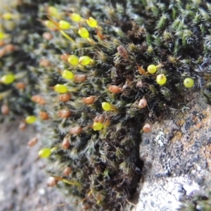 Grimmia sp. at Molonglo River Reserve - 20 Aug 2017 06:08 PM