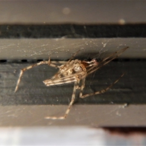 Theridiidae (family) at Cook, ACT - 30 Aug 2017