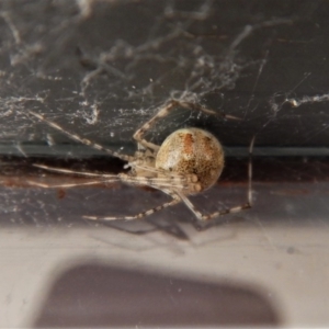 Theridiidae (family) at Cook, ACT - 30 Aug 2017