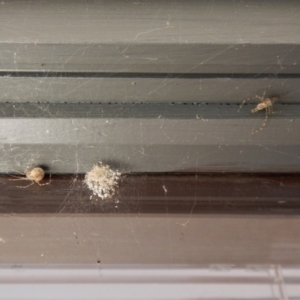 Theridiidae (family) at Cook, ACT - 30 Aug 2017