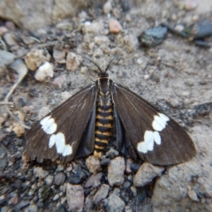 Nyctemera amicus (Senecio Moth, Magpie Moth, Cineraria Moth) at Belconnen, ACT - 1 Sep 2017 by CathB