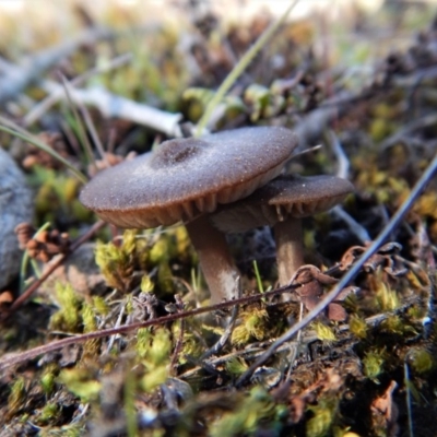 zz agaric (stem; gills white/cream) at Aranda, ACT - 29 Aug 2017 by CathB