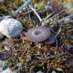 zz agaric (stem; gills white/cream) at Aranda, ACT - 29 Aug 2017