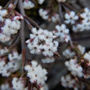 Styphelia attenuata at Aranda, ACT - 29 Aug 2017