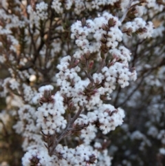 Leucopogon attenuatus at Aranda, ACT - 29 Aug 2017