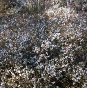 Leucopogon attenuatus at Aranda, ACT - 29 Aug 2017