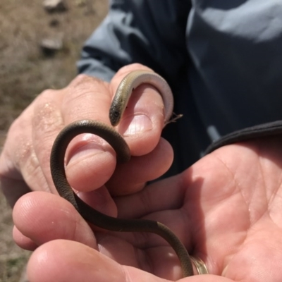 Delma inornata (Olive Legless-lizard) at Molonglo River Reserve - 6 Sep 2017 by JasonC