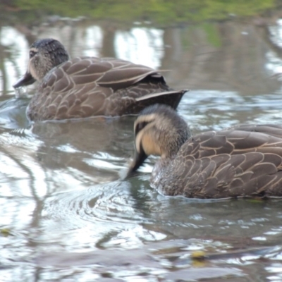 Anas superciliosa (Pacific Black Duck) at Mount Ainslie to Black Mountain - 30 Jul 2016 by member211