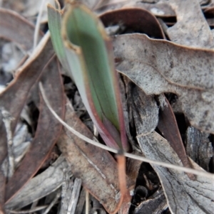 Calochilus platychilus at Cook, ACT - 28 Aug 2017