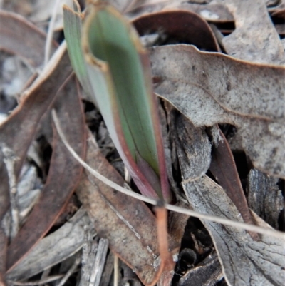 Calochilus platychilus (Purple Beard Orchid) at Cook, ACT - 28 Aug 2017 by CathB