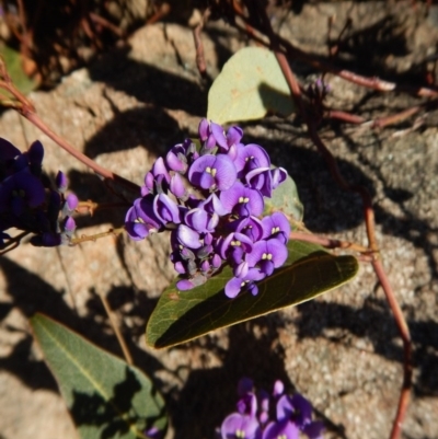 Hardenbergia violacea (False Sarsaparilla) at Belconnen, ACT - 25 Aug 2017 by CathB