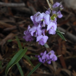 Hovea heterophylla at Bruce, ACT - 6 Sep 2017 02:20 PM