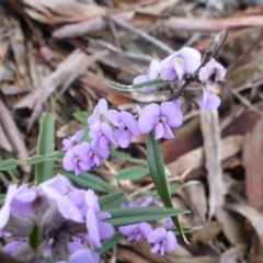 Hovea heterophylla at Bruce, ACT - 6 Sep 2017 02:20 PM