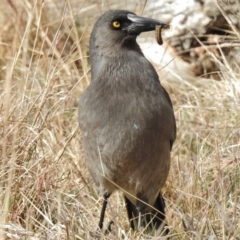 Strepera versicolor (Grey Currawong) at Uriarra Village, ACT - 5 Sep 2017 by JohnBundock