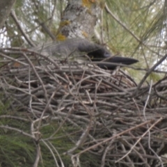 Strepera versicolor at Uriarra Village, ACT - 6 Sep 2017