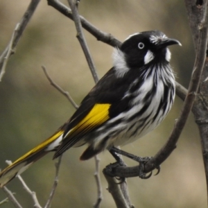 Phylidonyris novaehollandiae at Stromlo, ACT - 6 Sep 2017 10:22 AM