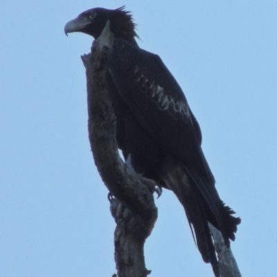 Aquila audax (Wedge-tailed Eagle) at Molonglo River Reserve - 23 Jul 2017 by michaelb
