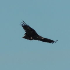 Aquila audax (Wedge-tailed Eagle) at Molonglo River Reserve - 20 Aug 2017 by michaelb