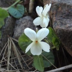 Viola odorata (Sweet Violet, Common Violet) at Coombs, ACT - 20 Aug 2017 by michaelb