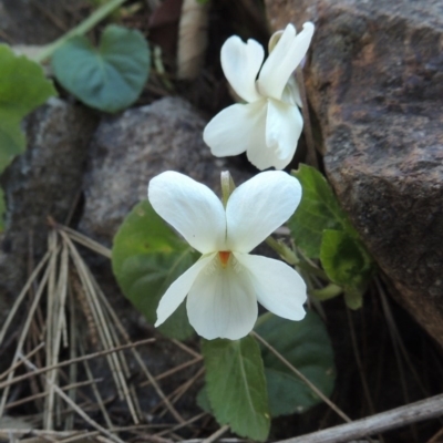 Viola odorata (Sweet Violet, Common Violet) at Molonglo River Reserve - 20 Aug 2017 by michaelb