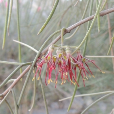 Amyema cambagei (Sheoak Mistletoe) at Molonglo River Reserve - 20 Aug 2017 by michaelb